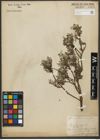 Foto von Salix repens L.